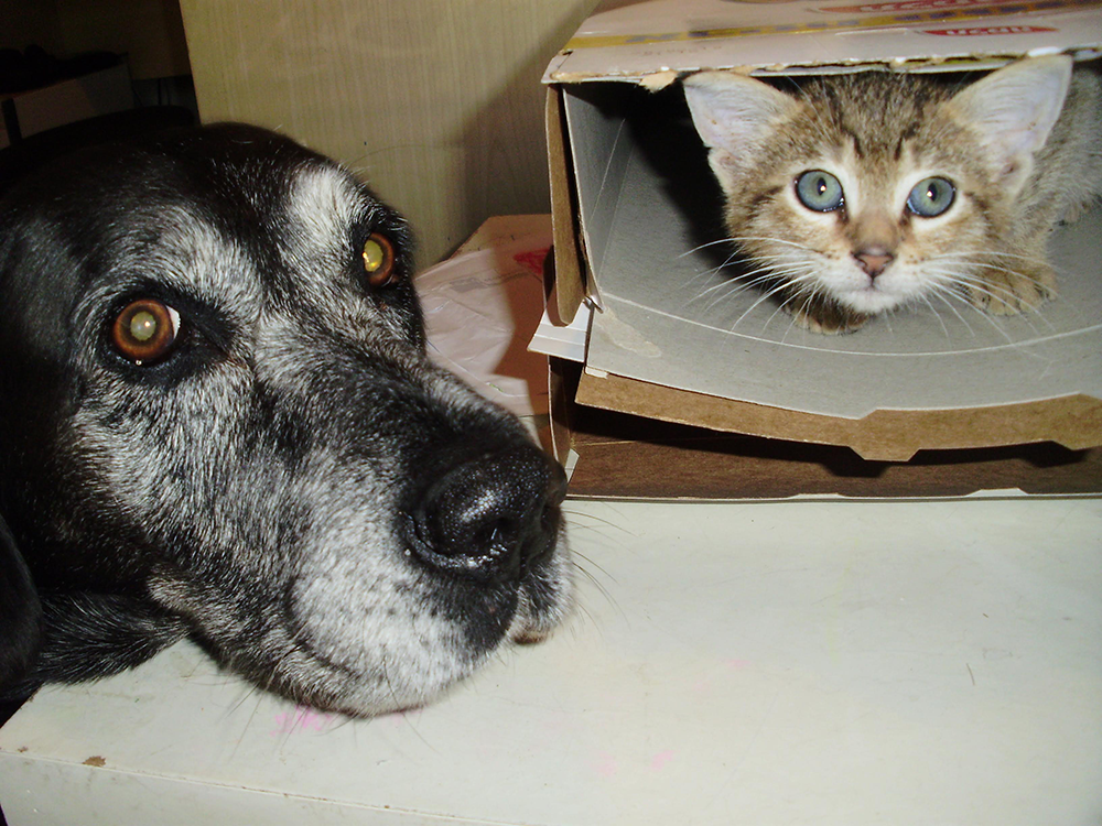 A kitten peeking from within an empty cereal box on a table; a large dog's head resting on the table next to the kitten, both looking at the camera