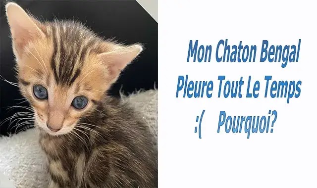 Mon Chaton Bengal Pleure Tout Le Temps – Pourquoi?