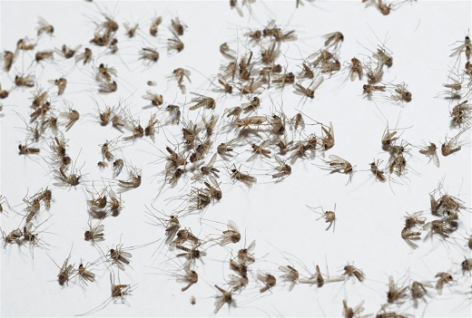 People in Russia are scared by the strange storm of mosquitoes