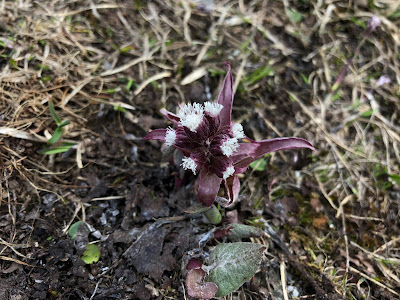 [Asteraceae] Petasites spp., possibly P. hybridus based on purple brown flower stalks.