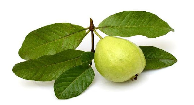 Guava Leaves for Hair Growth  Benefits and How to Use
