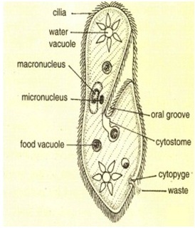 Five Kingdoms2 - जीवों का पाँच जगत वर्गीकरण Five kingdom classification of organisms