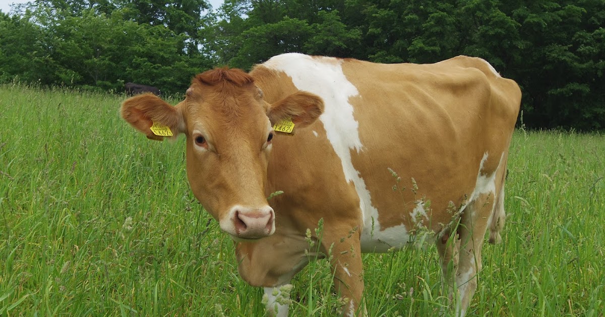 井上牧場ブログ 牛たちの痛くて最悪な1日の1つ 角切り の日です