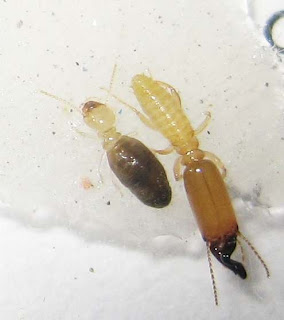 Pericaprutermes dolichocephalus termites