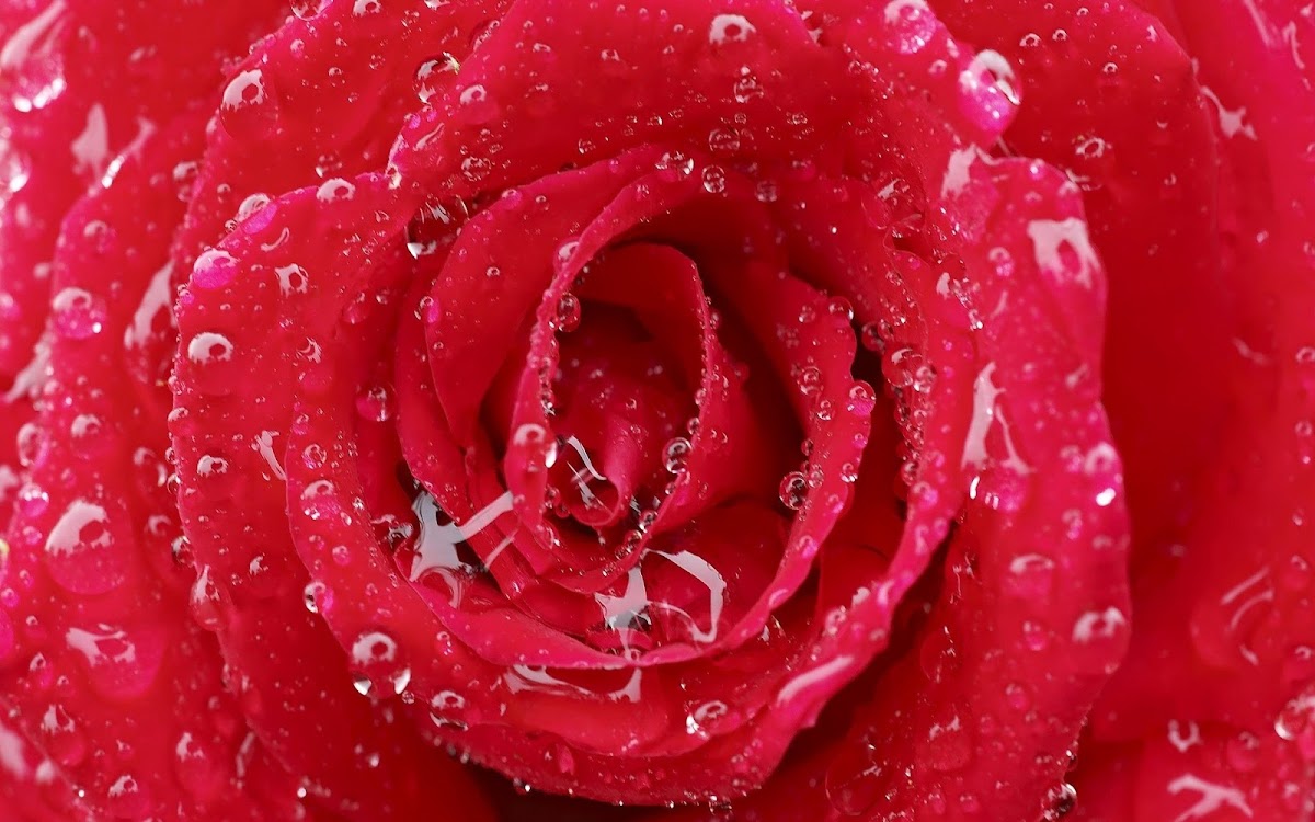 Red Rose Widescreen HD Wallpaper 5