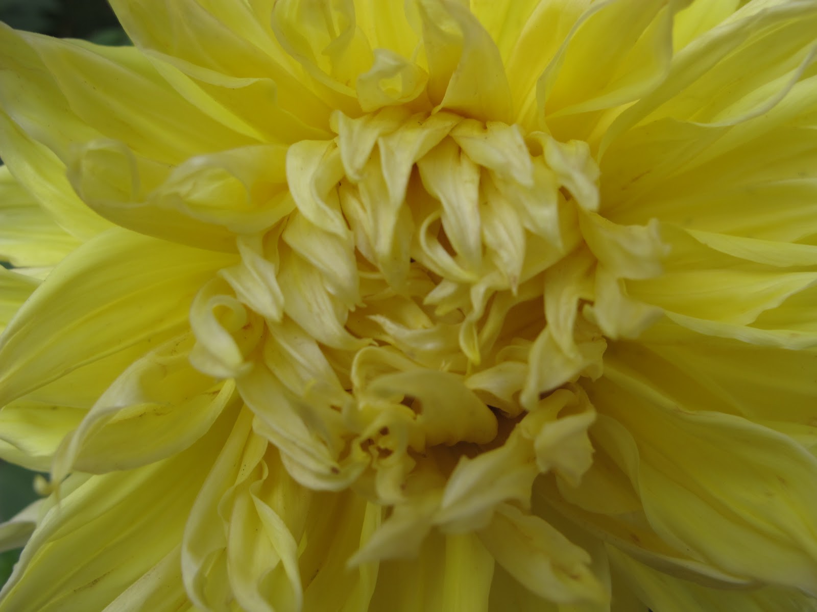 Flowers In Nepal This Battered Suitcase