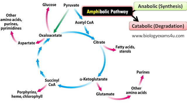 Amphibolic pathway? Why Citric acid cycle is called Amphibolic?