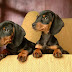 14 Reasons Dachshunds Are The Worst Indoor Dog Breed Of All Time