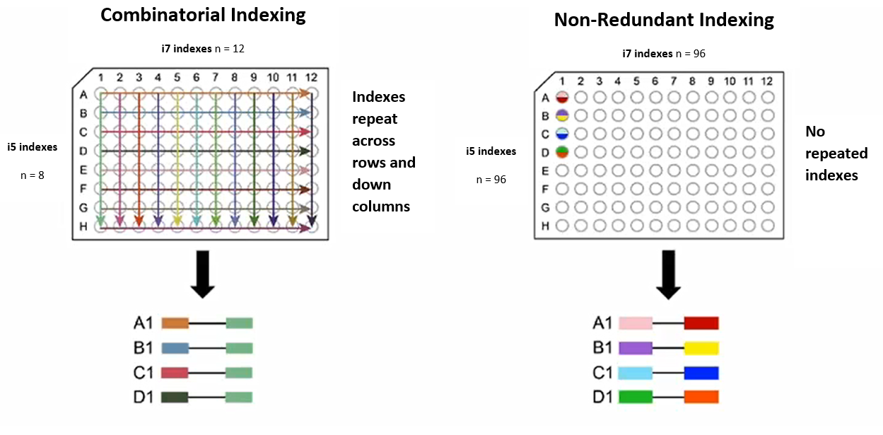Bacterias Actuaciencia Secuenciación por Síntesis (Illumina) para
