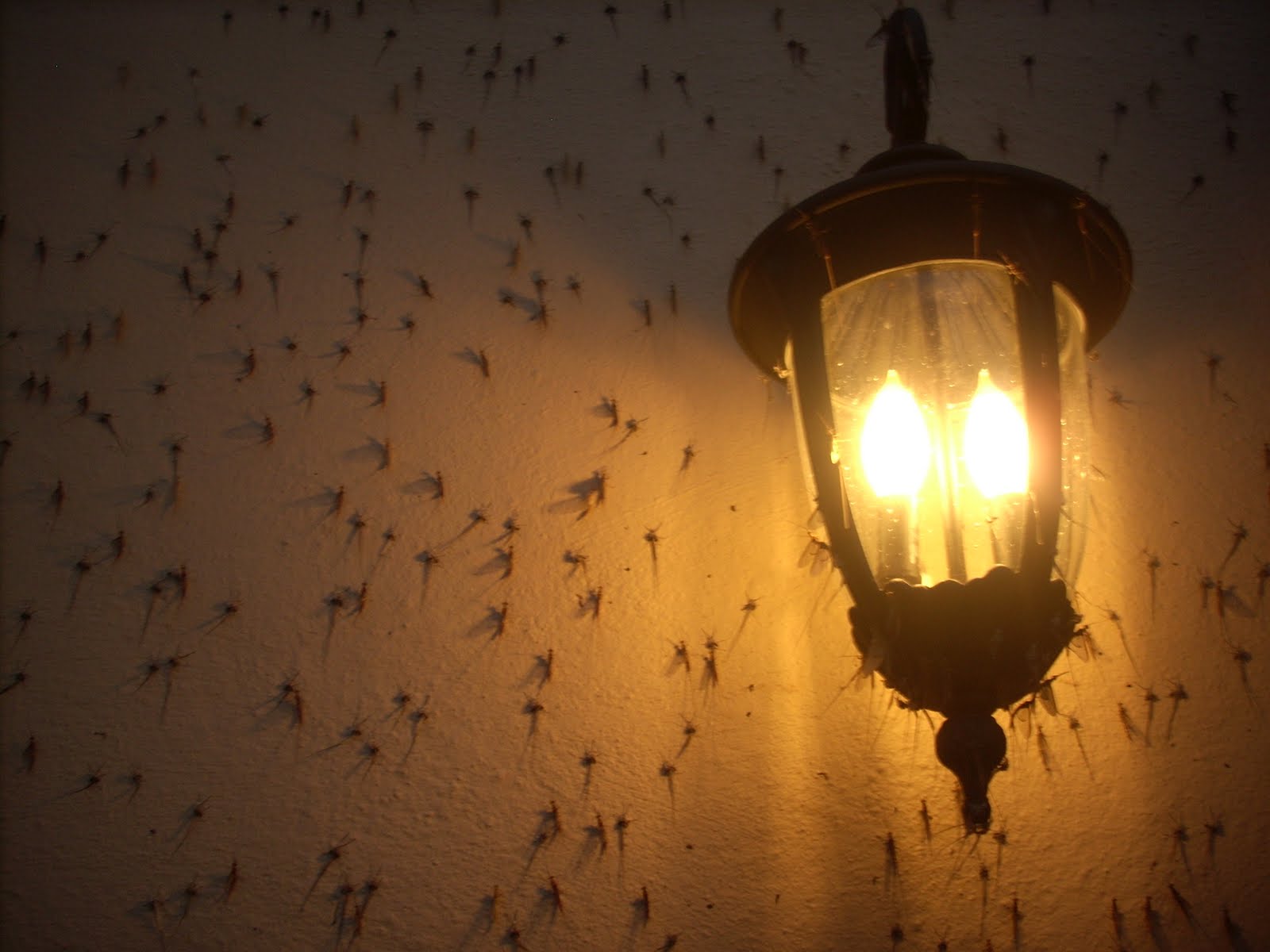 Lightworker Chronicles Life on the Lake Bugs*