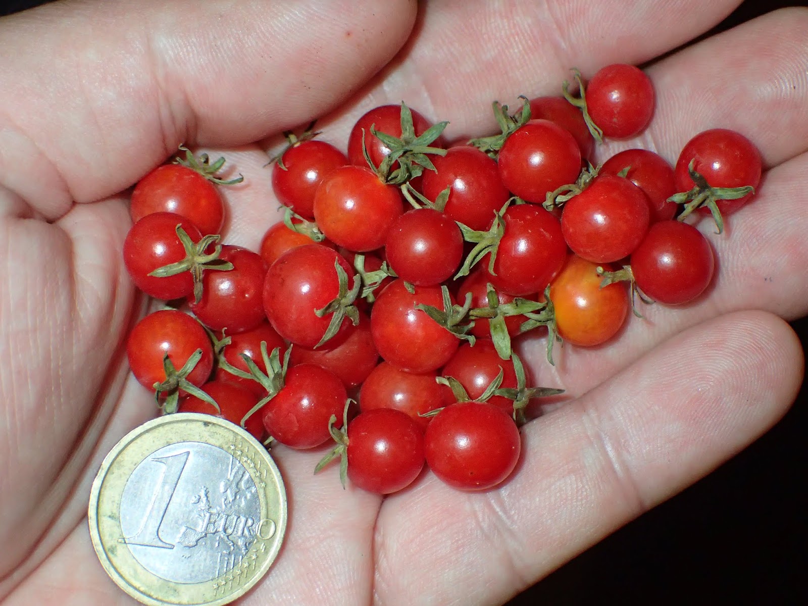 Томат дикий Lycopersicon pimpinellifolium