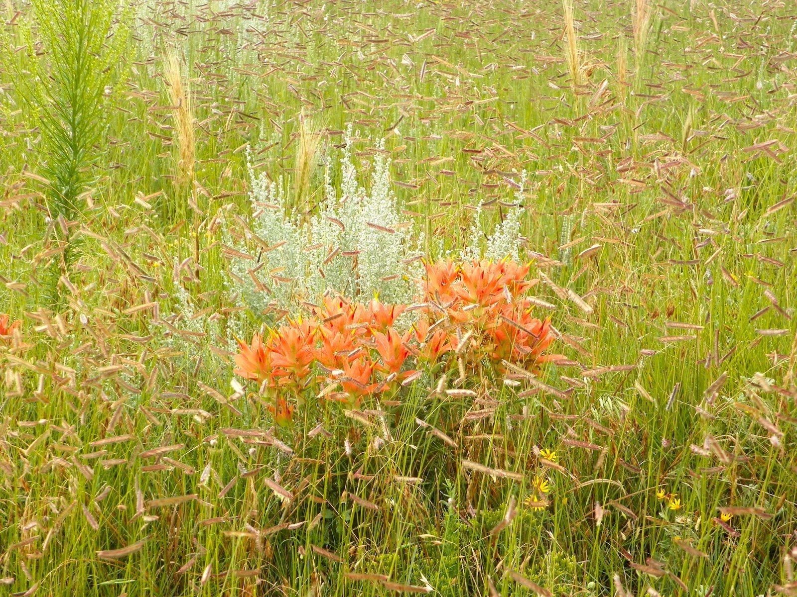 Otowi Paint Mines (Calhan) 8/8/13