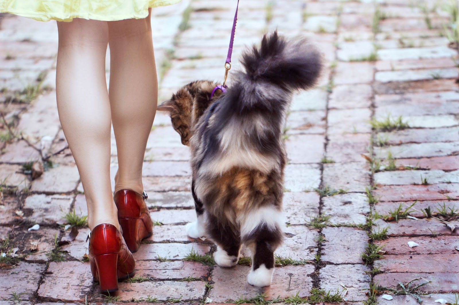 Subtle Ways Your Cat Trains You Cat Lovers