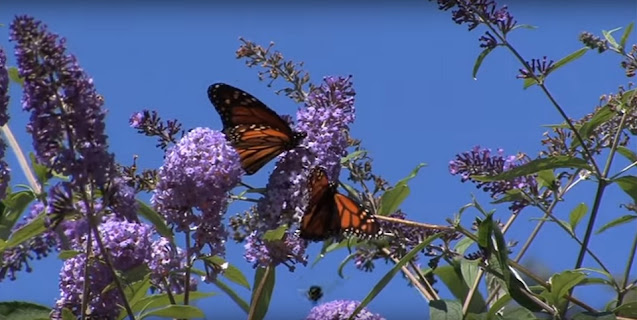 Mariposas en Madoo Garden