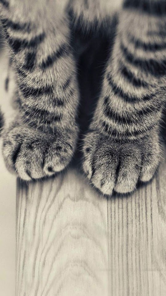 Striped Kitten Legs Wooden Floor  Android Best Wallpaper