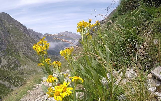 Comment Nettoyer Un Dentier Tres Sale Séneçon des Pyrénées