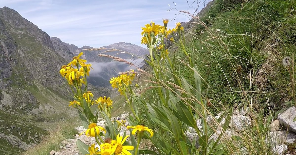 Comment Nettoyer Un Dentier Tres Sale Séneçon des Pyrénées
