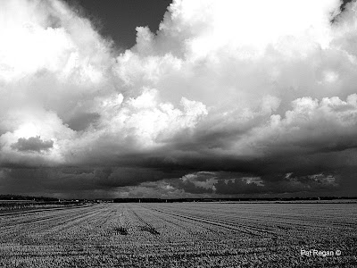 PAGAN HERITAGE - A New Book by Pat Regan 5 sepia%2B%2Bmoss%2Bsky