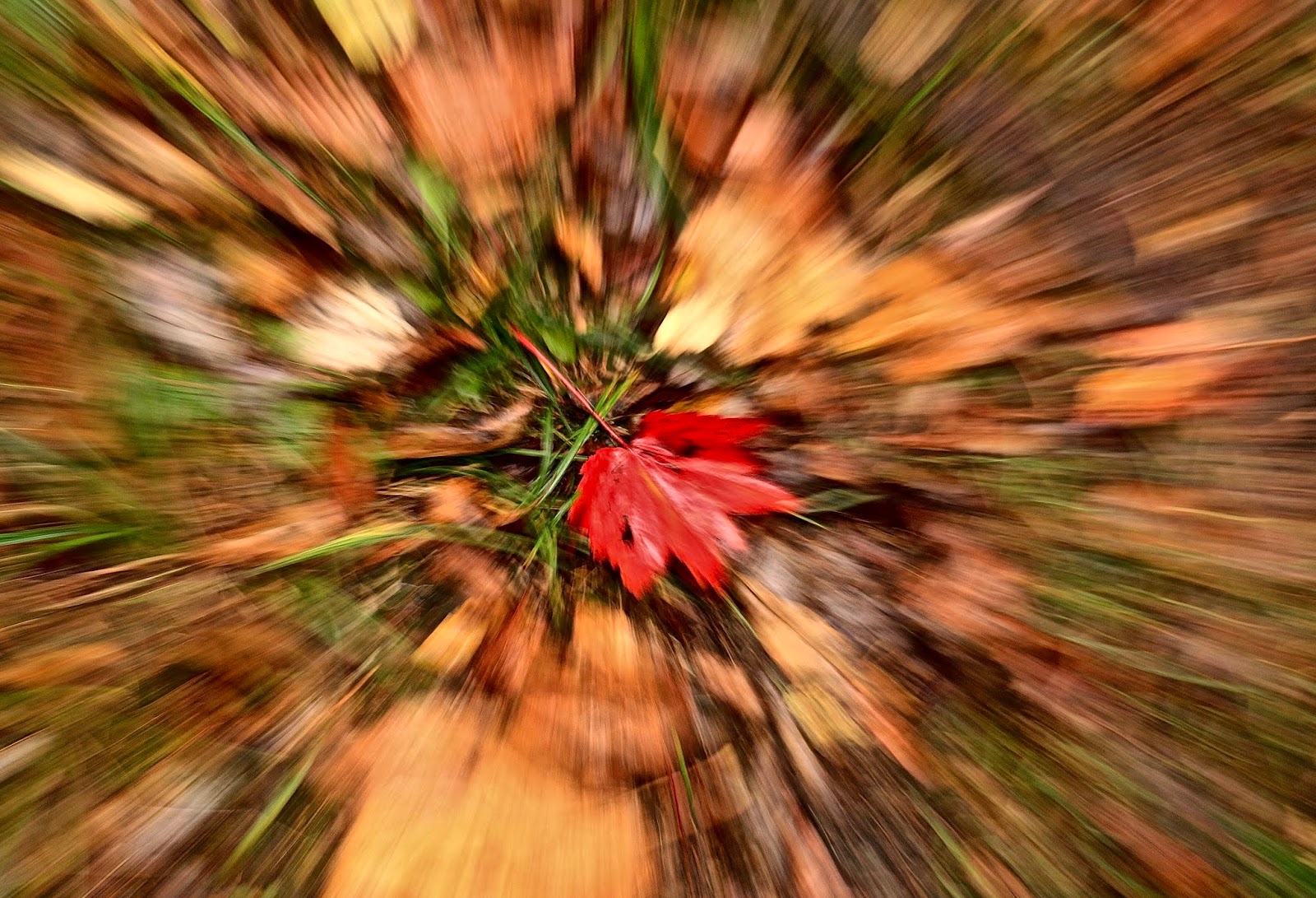 zoom 5.0 1 zoom 5.0 1