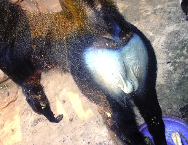 Blue Butt Baboon 15