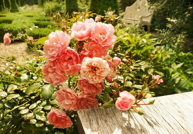 Los rosales son arbustos que agradecen una poda severa que les permita favorecer una floración copiosa