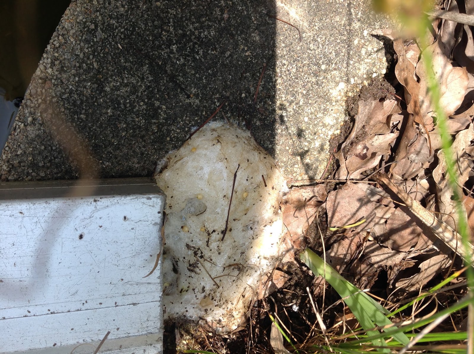 山口南総合支援学校ブログ モリアオガエルの卵塊発見