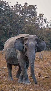 Elefante Africano el 3º animal más alto