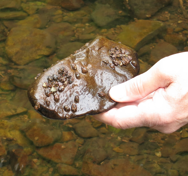 Hand holding flat stone to show caddis fly cases lifted from shallow stream (in background).