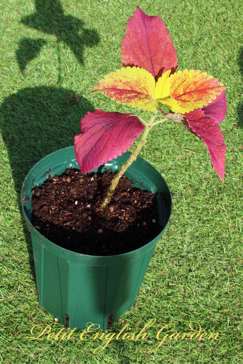 Petit English Garden of MARPLE & POIROT POTTING UP COLEUS CUTTINGS