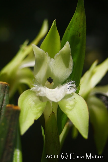 Orquideas del Peru : Ida cobbiana