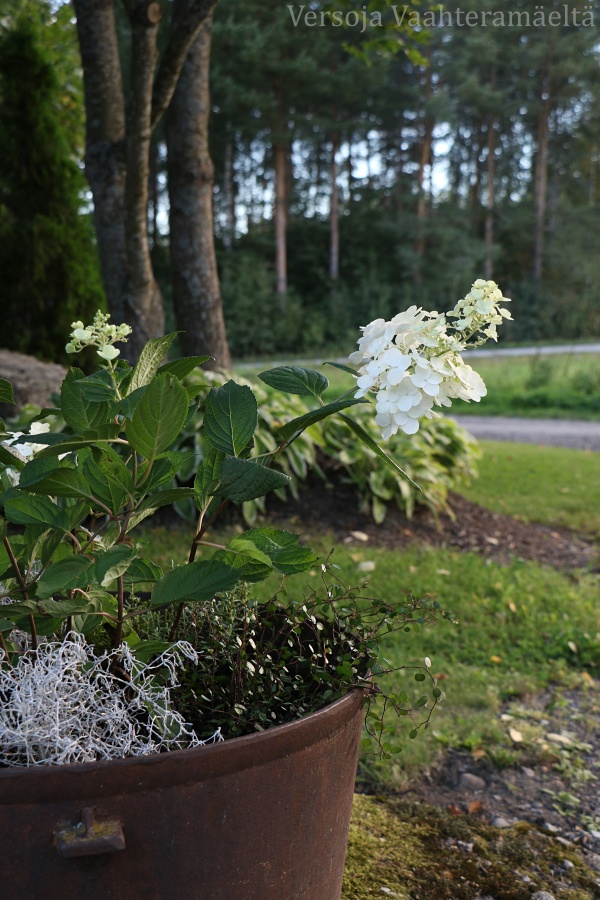 Syyskukat, Huiskula, Versoja Vaahteramaelta