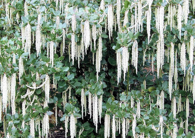 Male grey catkins of Garrya elliptica