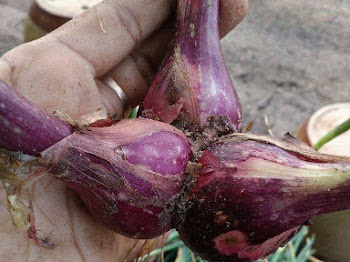 Bawang Dah Mahal, Tak Salah Belajar Sendiri Tanam Bawang.