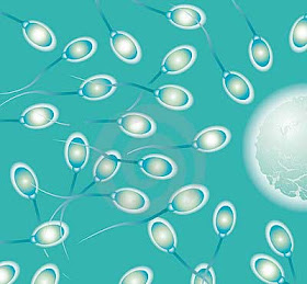 Proses Keluarnya Sperma Dari Penis
