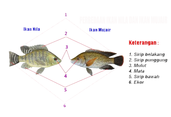 Perbedaan Ikan Nila Dan Mujair - IKAN DAN LAUT
