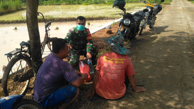 Memaksimalkan Hasil Panen, Babinsa Komsos dengan Petani di Sawah Memaksimalkan Hasil Panen, Babinsa Komsos dengan Petani di Sawah