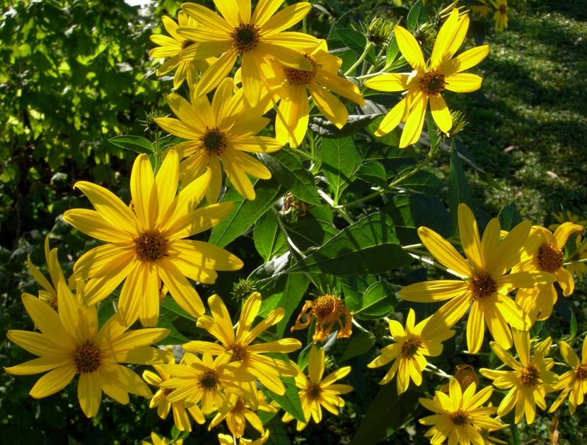Blogs Me: Perennial Sunflowers
