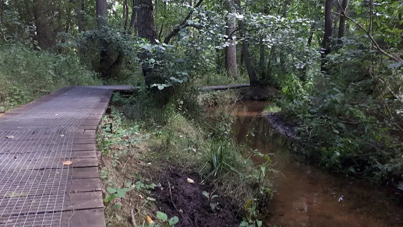 A field of sweetcorn adjacent to Brookhill Wood