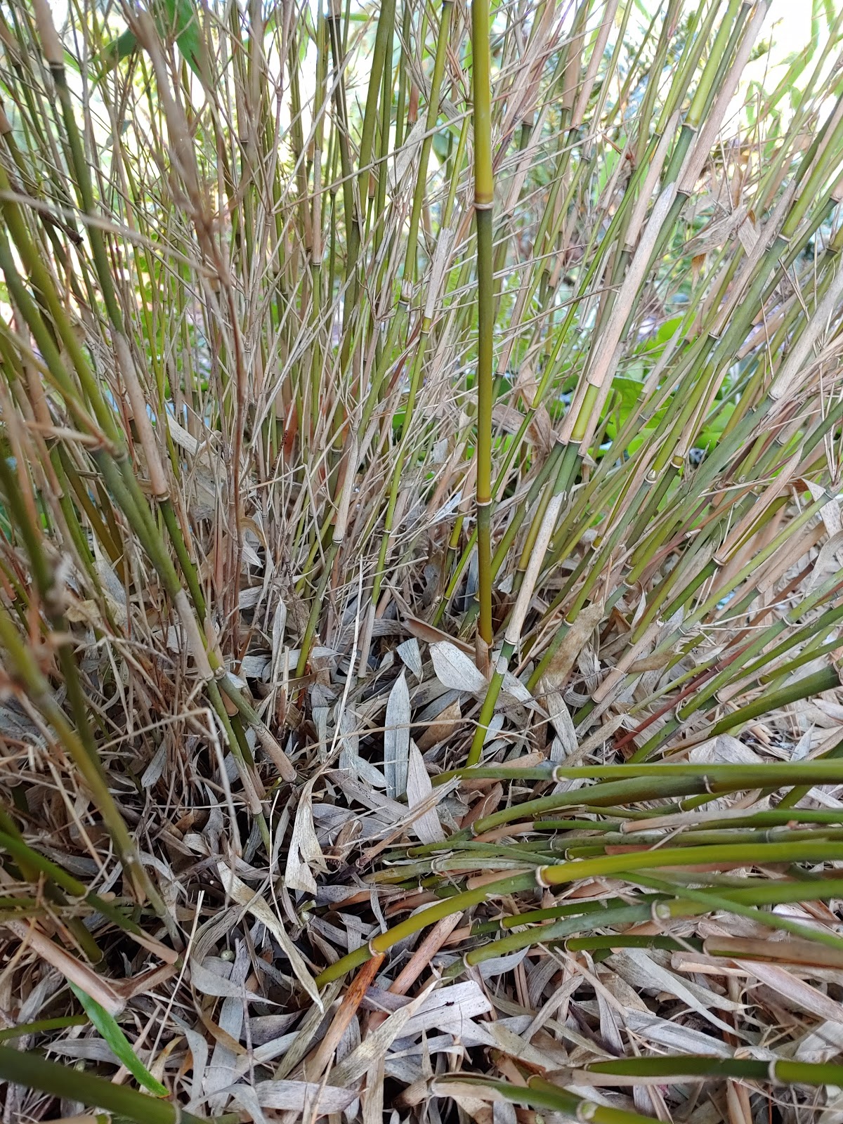 Bamboo pruning clumping bamboos