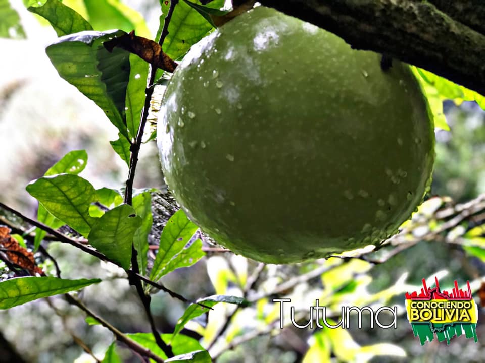Bolivia La planta de Jícaro más conocida como Tutuma