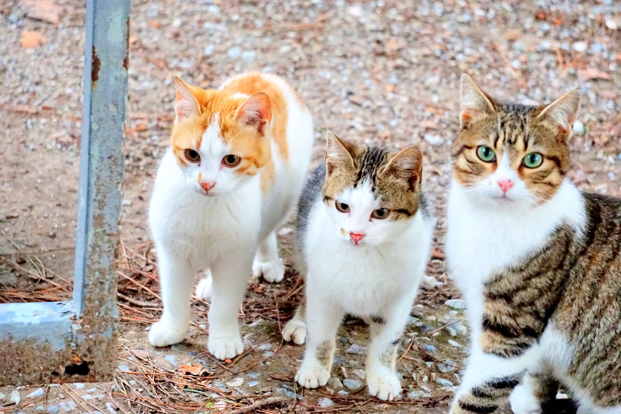 إليك أهم حركات القطط ومعانيها بالتفصيل