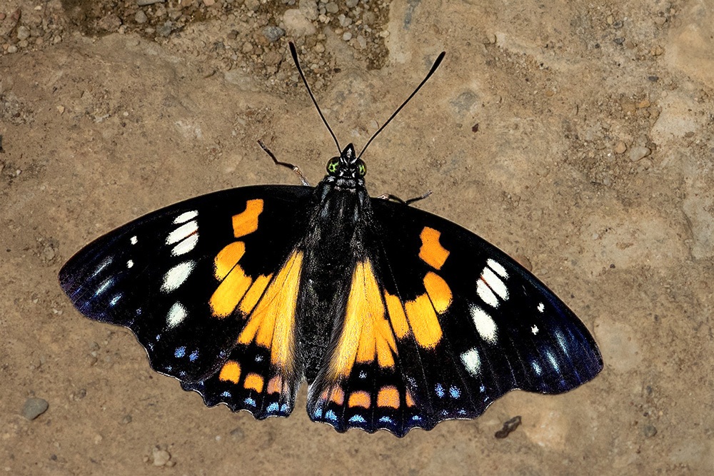 Sephisa chandra BugsAlive