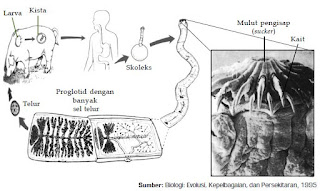 Klasifikasi, Contoh, Serta Siklus Hidup Hewan dari Filum Platyhelminthes Kelas Turbellaria, Kelas Trematoda, dan Kelas Cestoda