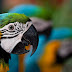 Parrots HD Wallpapers