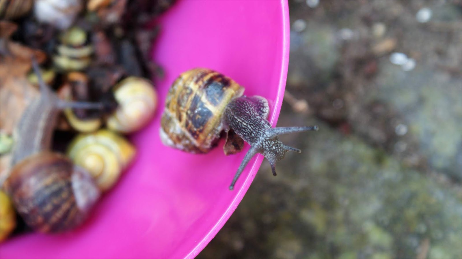Moments, frozen in time ♡ SNAIL EATING SUNFLOWER