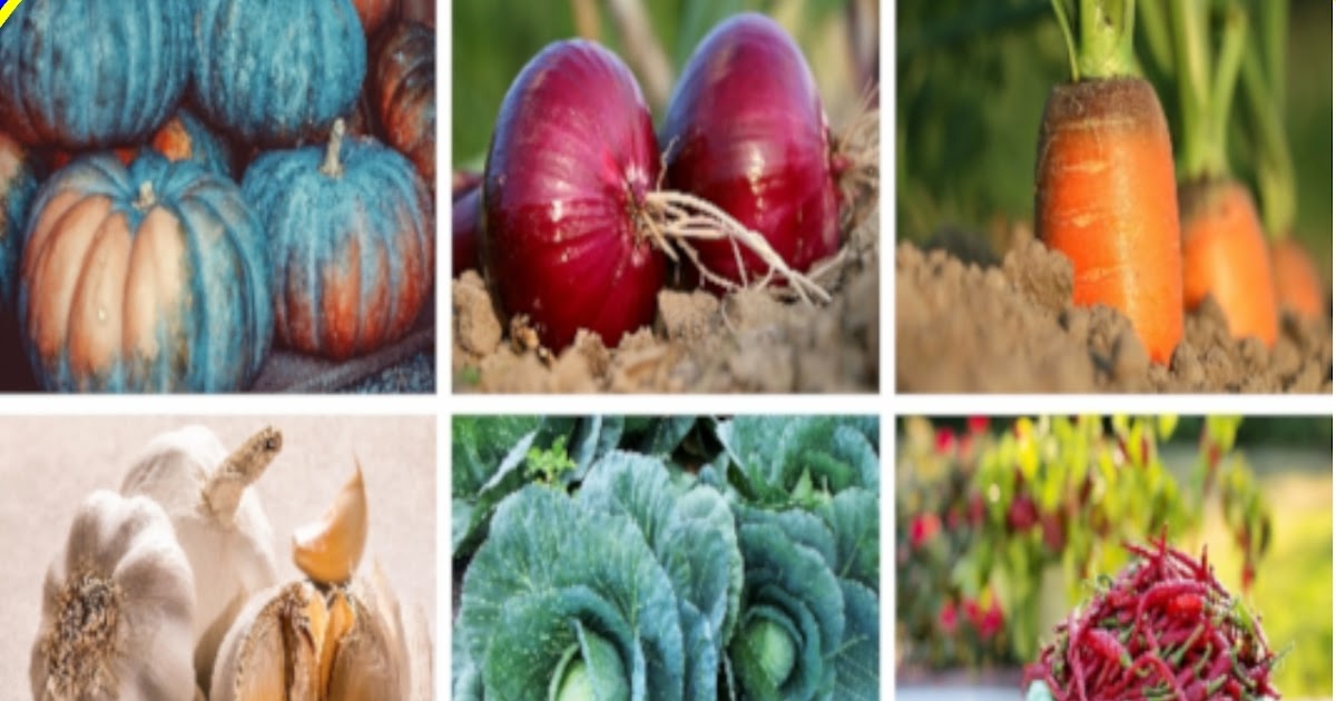 Vegetable Names Word List in Tagalog Filipino Parenting