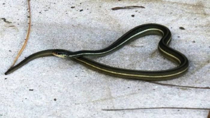 Mimpi Ular Hitam Belang Kuning Mimpi ular hitam kuning mp3 &amp; mp4.