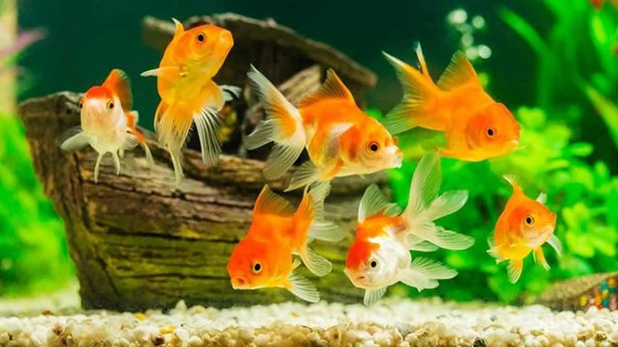 Ikan Mas Koki - Ikan Hias yang Kuat Hidup Tanpa Oksigen
