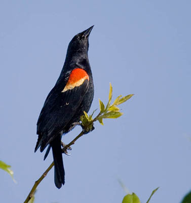 Photo of male Red-winged Blackbird on willow