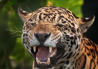 Short African Story Leopard Boils his Mother's Teeth
